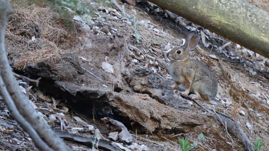 A rabbit on a rock

Description automatically generated