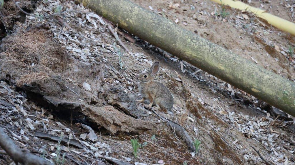 A rabbit sitting on a rock

Description automatically generated