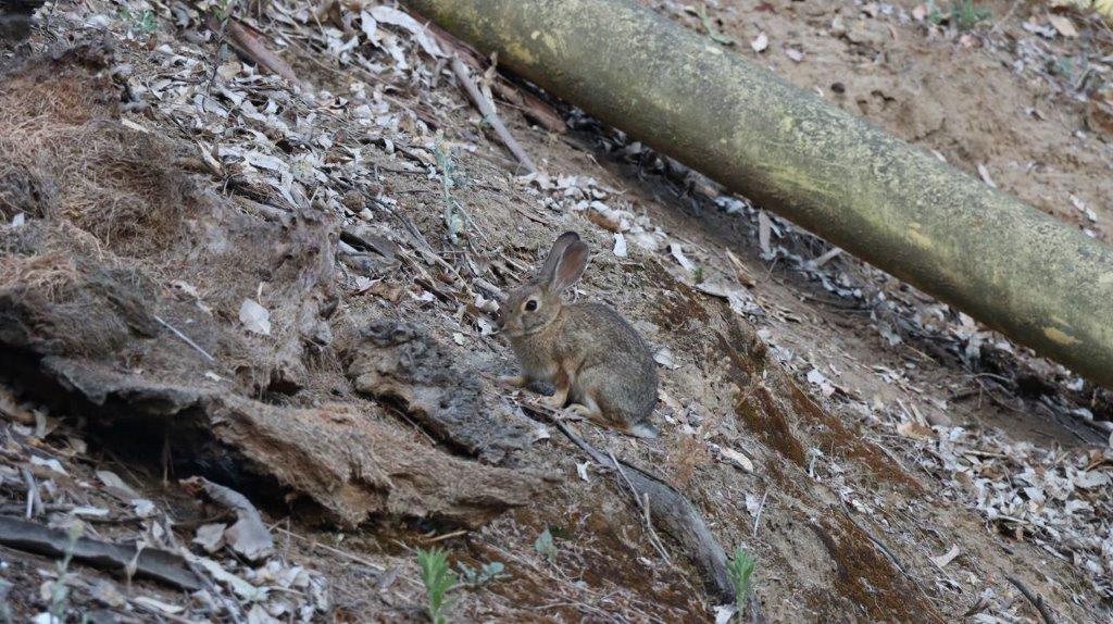 A rabbit on a rocky hill

Description automatically generated