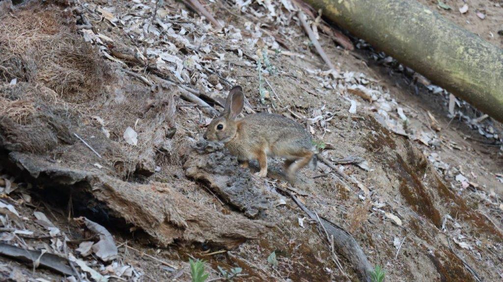 A rabbit on a log

Description automatically generated