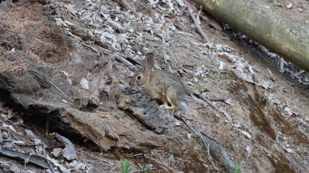 A rabbit on a rock

Description automatically generated