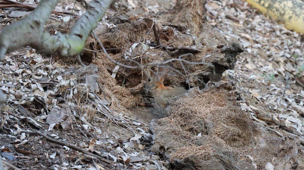 A small bird in a hole in the ground

Description automatically generated