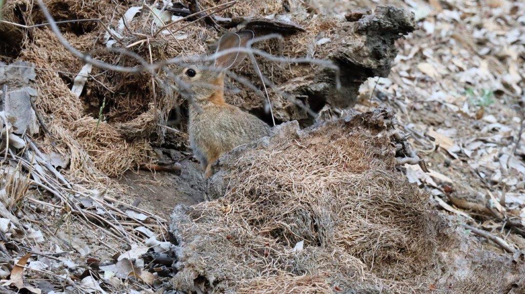 A rabbit in a hole in the ground

Description automatically generated