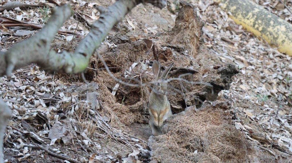 A rabbit in the dirt

Description automatically generated