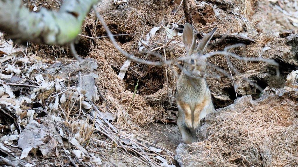 A rabbit in a hole in the ground

Description automatically generated