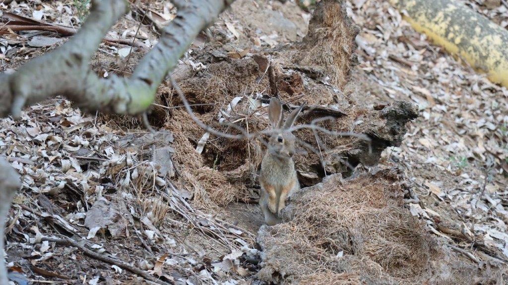 A rabbit standing in the dirt

Description automatically generated