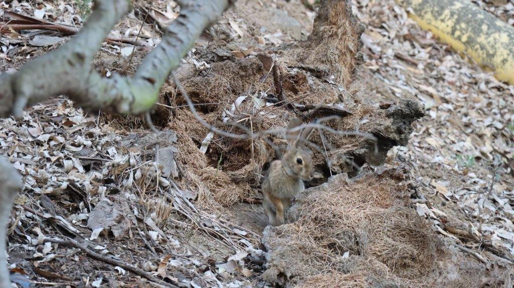 A rabbit in the dirt

Description automatically generated