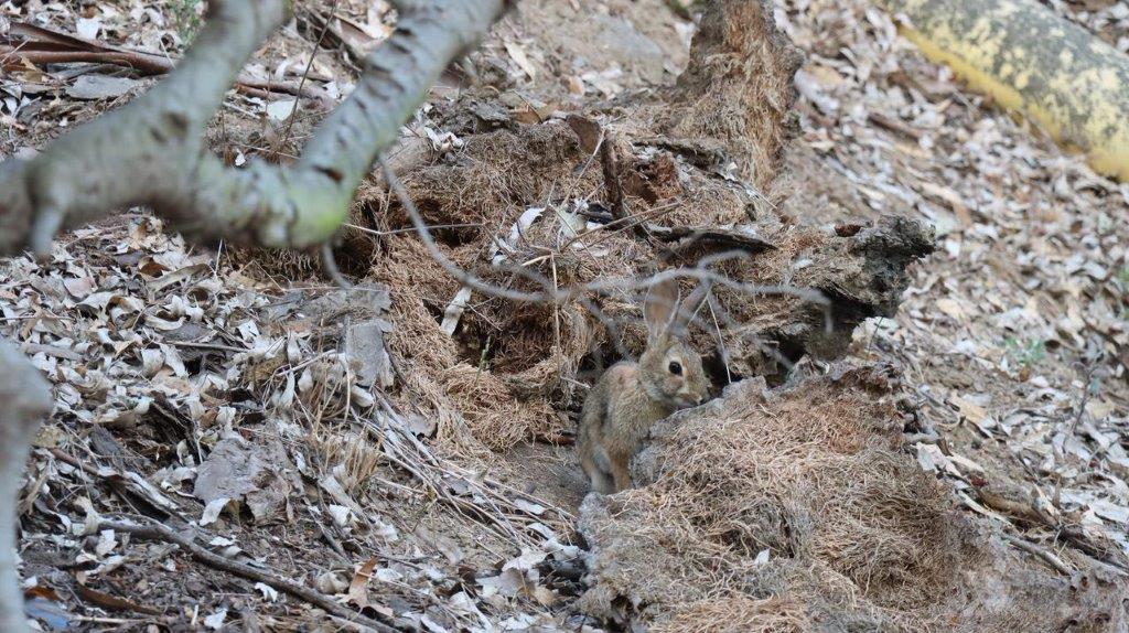 A rabbit in a hole in the ground

Description automatically generated