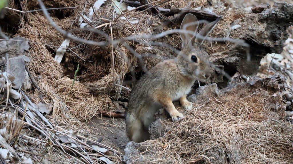 A rabbit standing on a hole in the ground

Description automatically generated