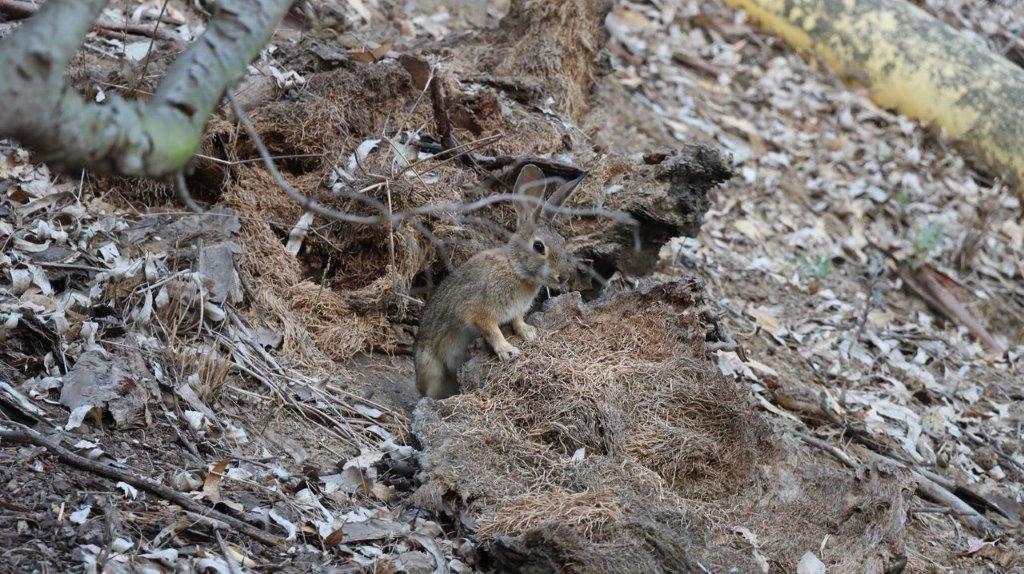 A rabbit in a hole in the ground

Description automatically generated