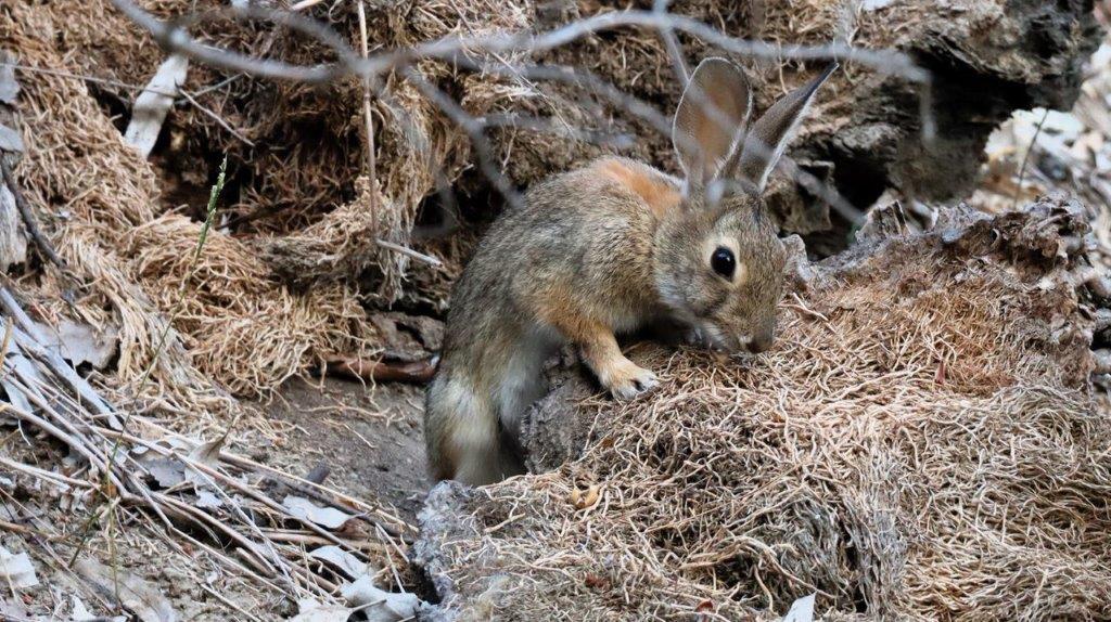 A rabbit standing on a rock

Description automatically generated