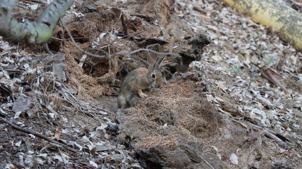 A rabbit standing on a pile of dirt

Description automatically generated