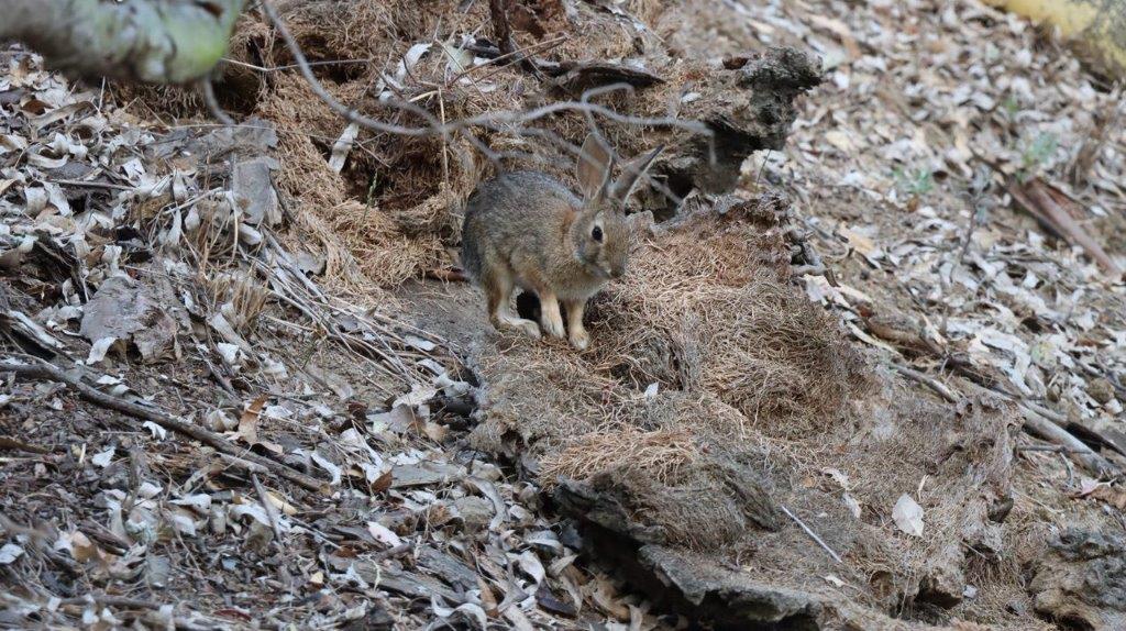 A rabbit standing on a rock

Description automatically generated