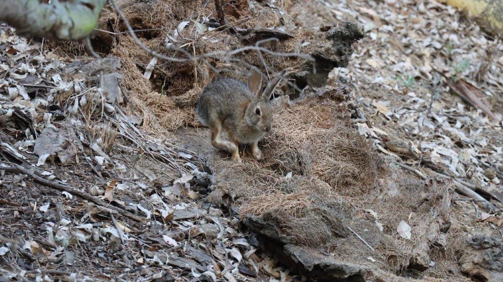 A rabbit on a rocky surface

Description automatically generated