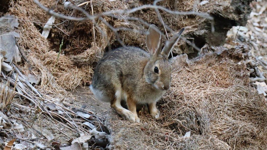 A rabbit standing in the dirt

Description automatically generated