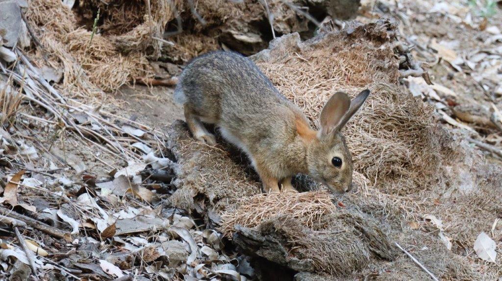 A rabbit standing on a rock

Description automatically generated