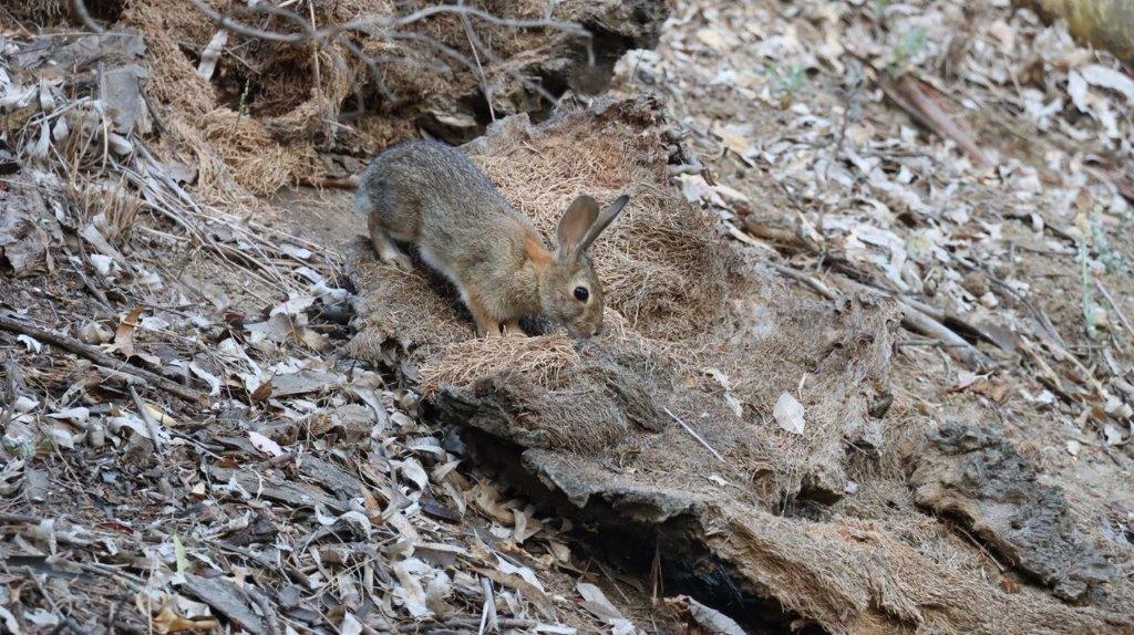 A rabbit on a rock

Description automatically generated