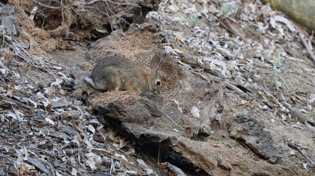 A rabbit in a pile of dirt

Description automatically generated