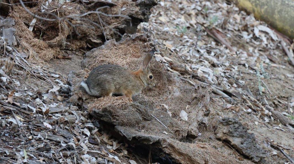 A rabbit on a rock

Description automatically generated