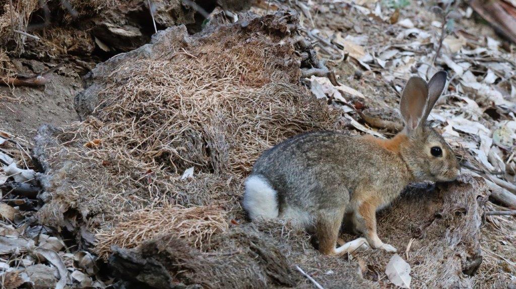 A rabbit in the dirt

Description automatically generated