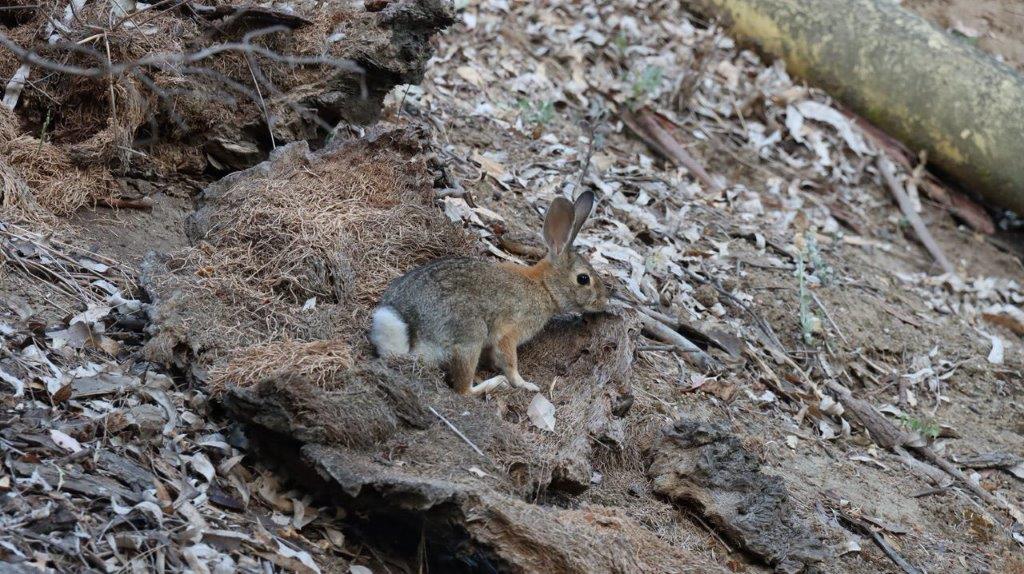 A rabbit on a rocky surface

Description automatically generated