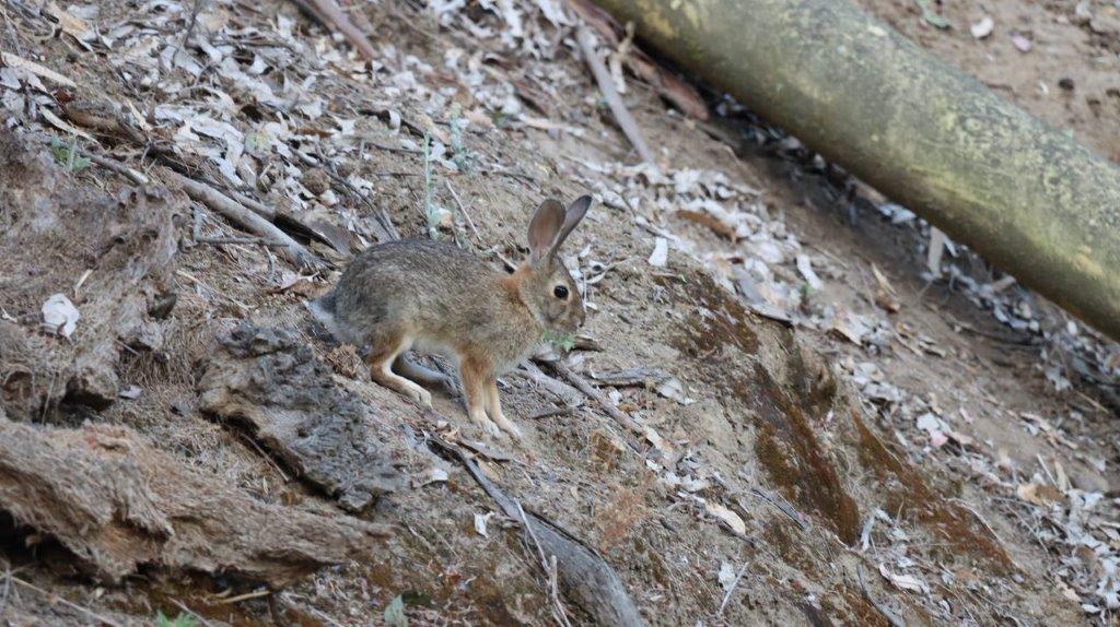 A rabbit on a rocky hill

Description automatically generated