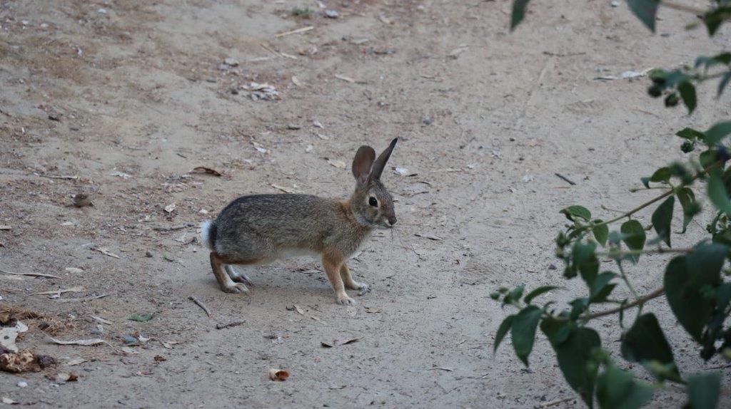 A rabbit standing on dirt

Description automatically generated