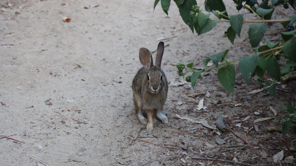 A rabbit on the ground

Description automatically generated