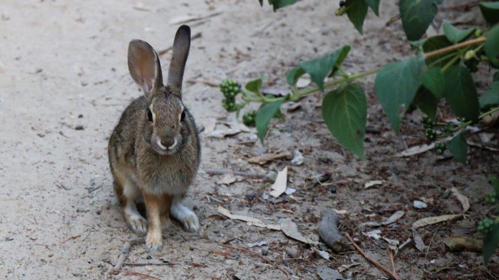 A rabbit sitting on the ground

Description automatically generated