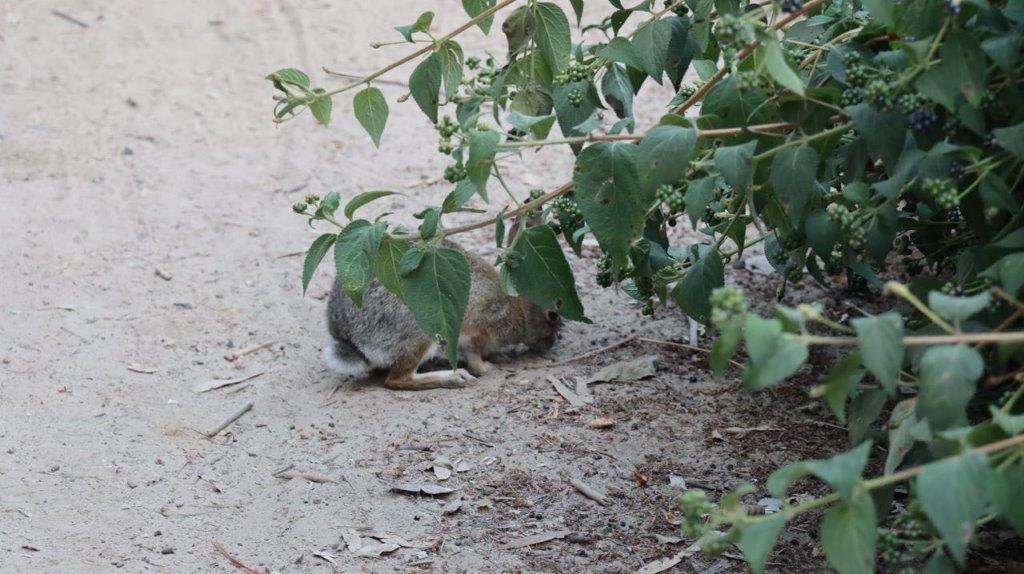 A small animal under a bush

Description automatically generated