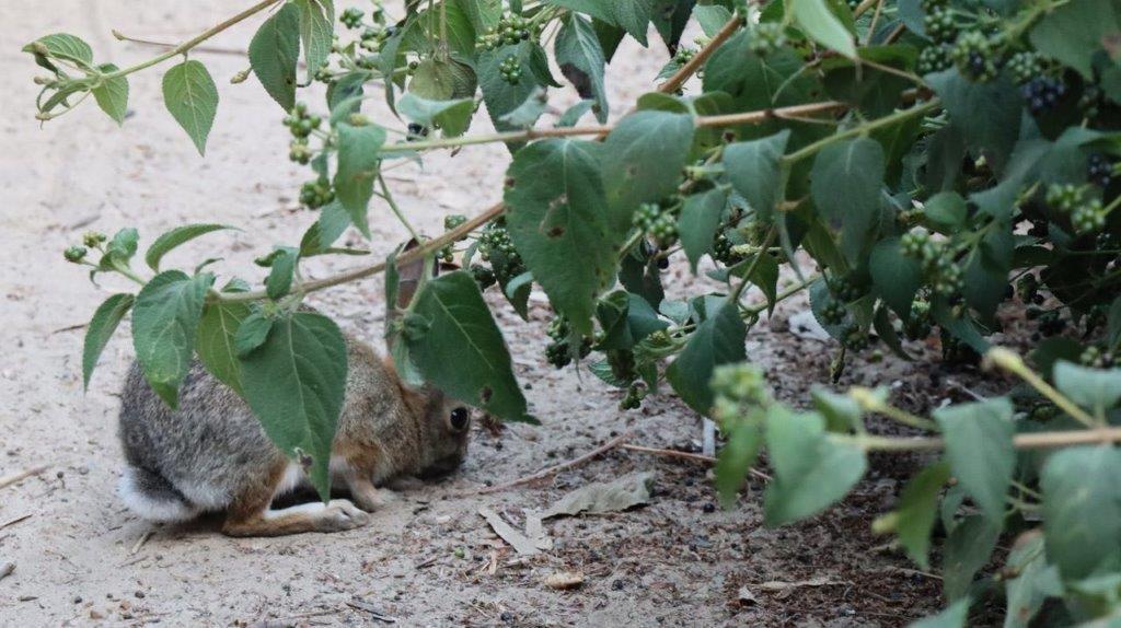 A rabbit lying on the ground under a tree

Description automatically generated