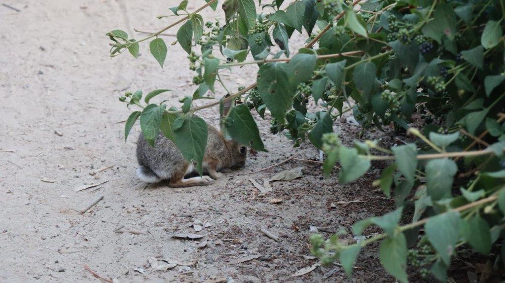 A rabbit lying on the ground under a bush

Description automatically generated