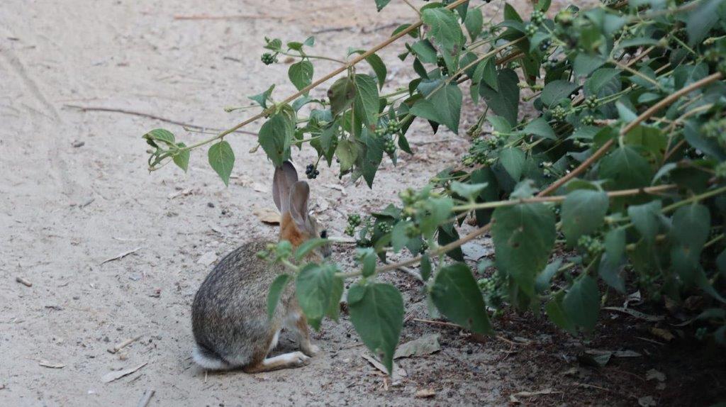 A rabbit sitting on the ground under a bush

Description automatically generated