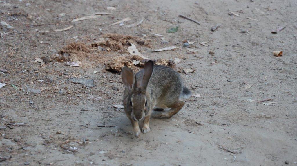 A rabbit on the ground

Description automatically generated