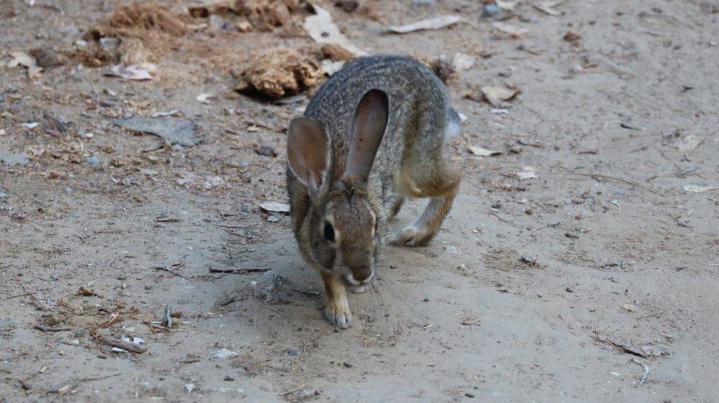 A rabbit on the ground

Description automatically generated