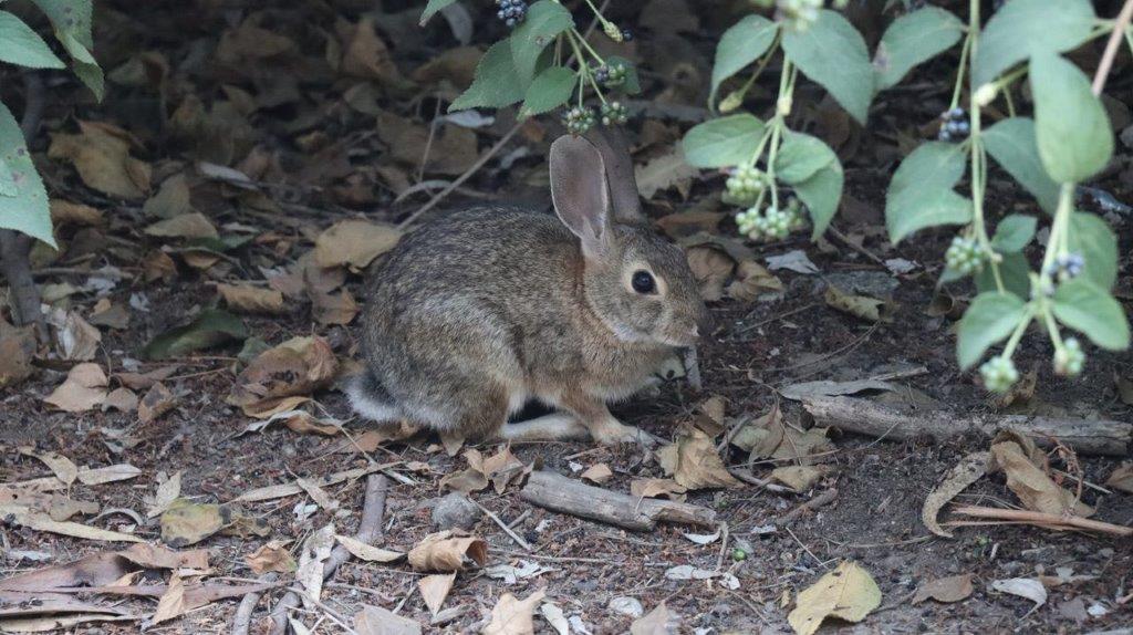 A rabbit sitting on the ground

Description automatically generated