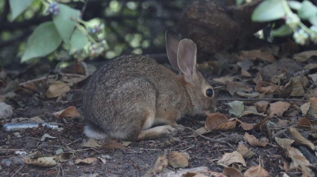 A rabbit sitting on the ground

Description automatically generated