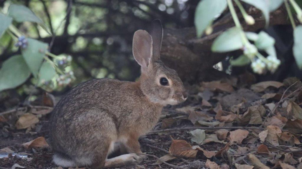 A rabbit sitting on the ground

Description automatically generated