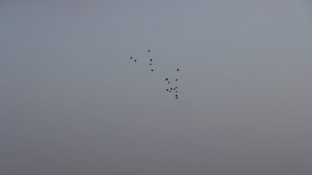 A group of birds flying in the sky

Description automatically generated