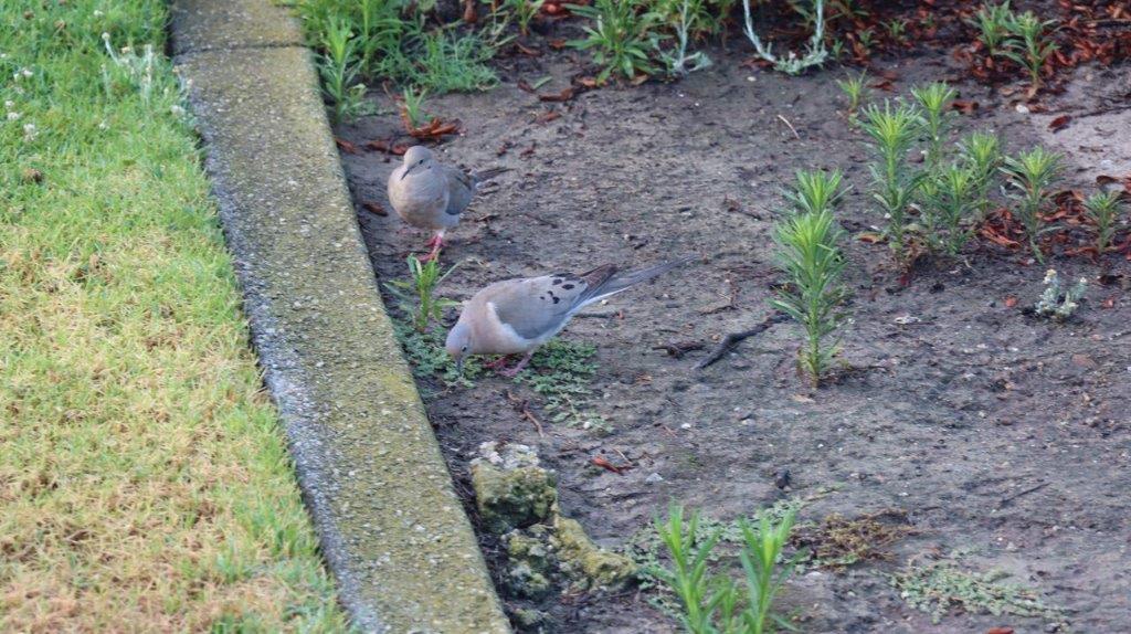 Birds standing on the ground

Description automatically generated