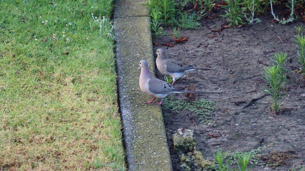 A couple of birds standing on a curb

Description automatically generated