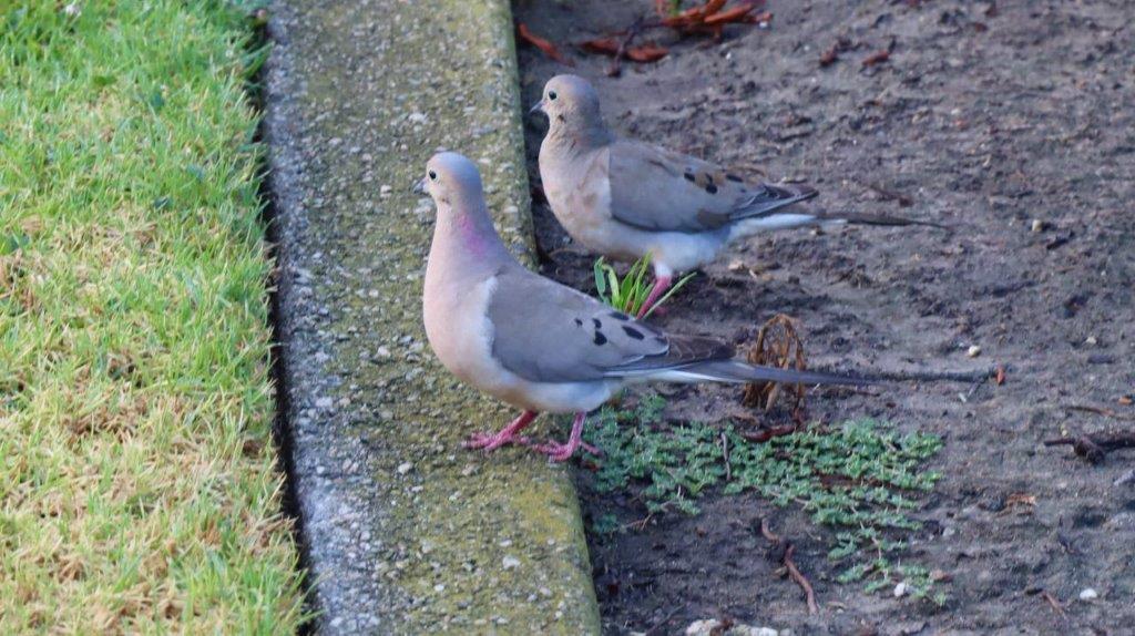 A couple of pigeons standing on a curb

Description automatically generated