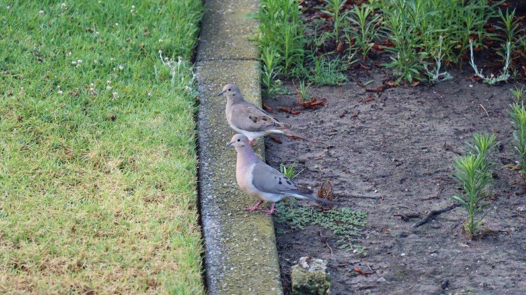 A couple of birds standing on a curb

Description automatically generated