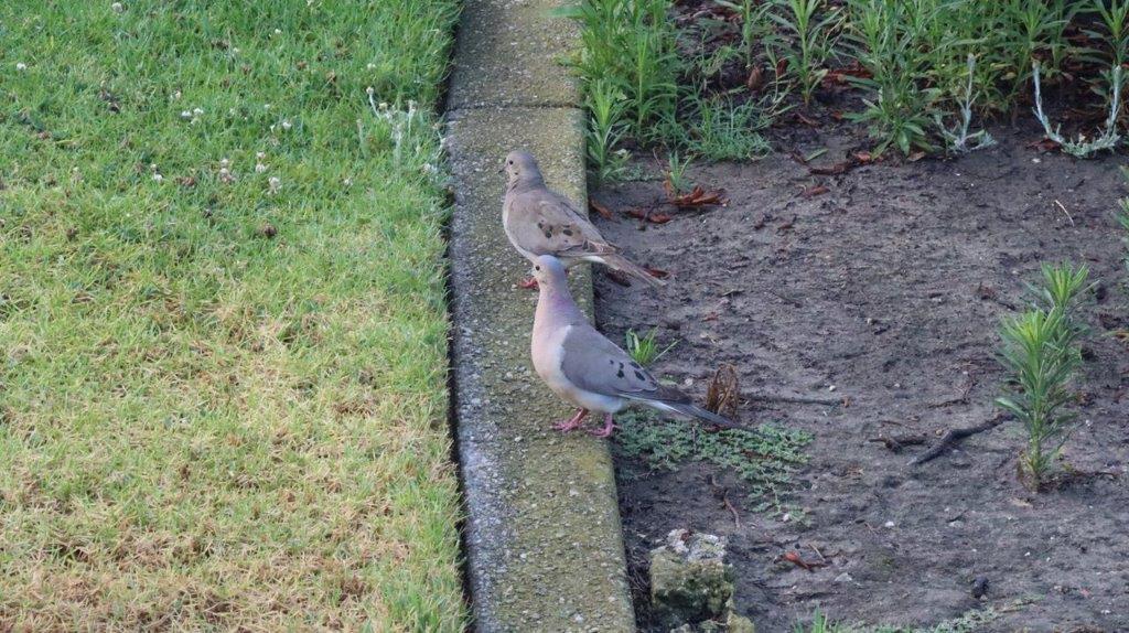 Birds standing on a curb next to grass

Description automatically generated