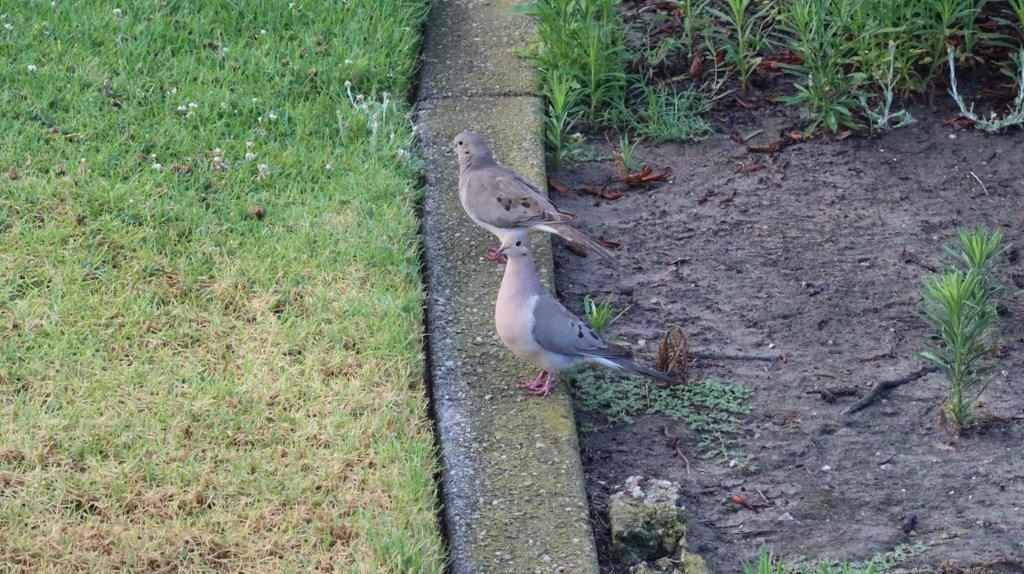 A couple of birds standing on a curb

Description automatically generated