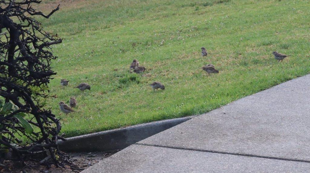 A group of birds in a grassy field

Description automatically generated