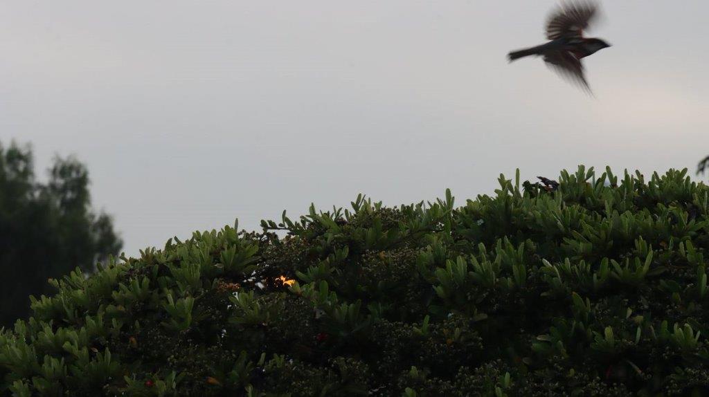 A bird flying over a bush

Description automatically generated