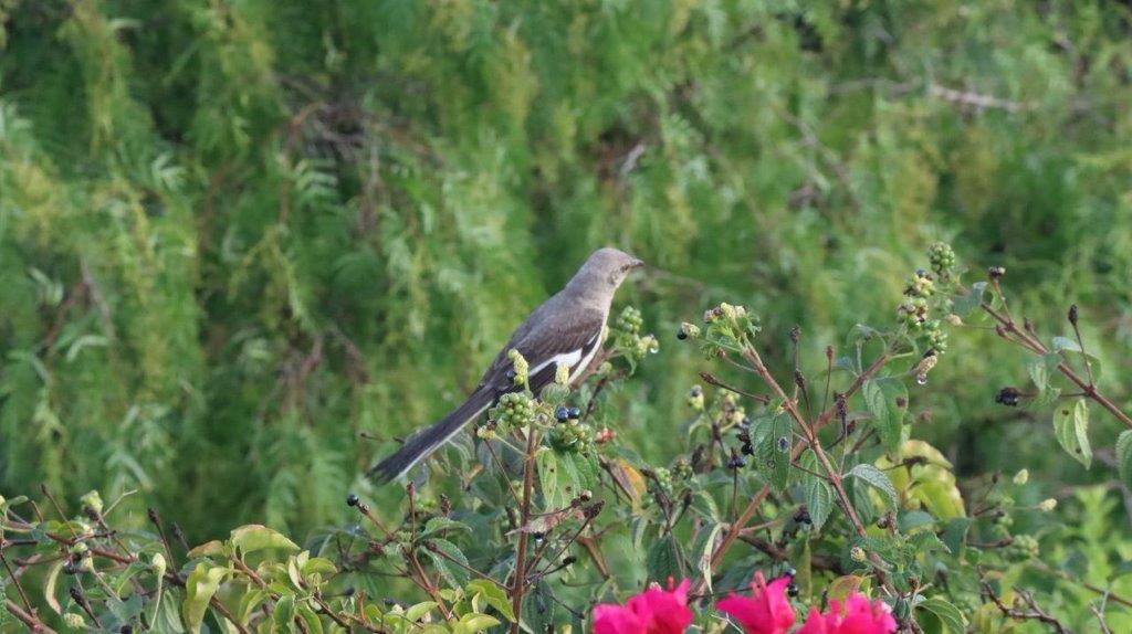 A bird on a bush

Description automatically generated