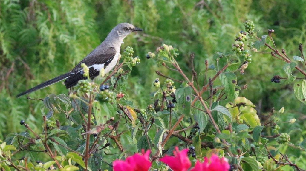 A bird sitting on a bush

Description automatically generated