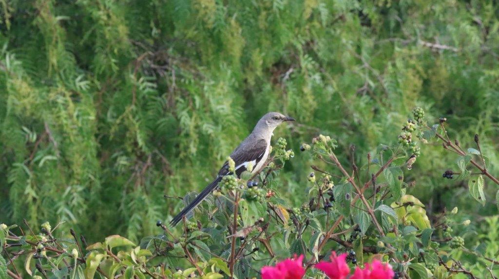 A bird sitting on a branch

Description automatically generated